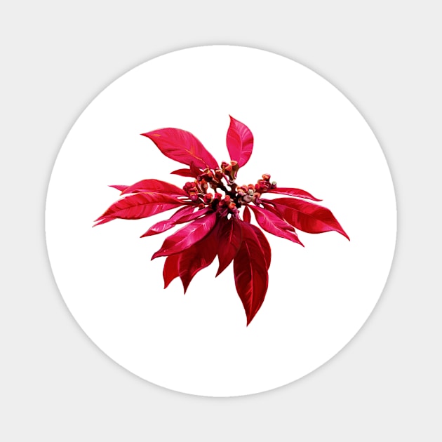 Poinsettia Painting Magnet by micklyn